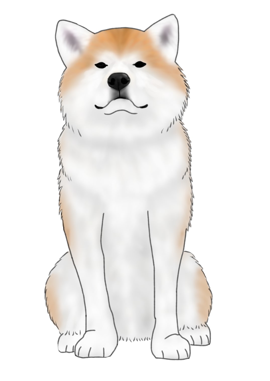 秋田犬